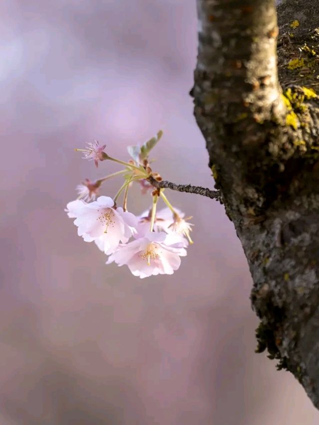 Cherry Blossoms in Olympiapark – Munich’s Springtime Magic