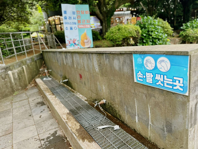 🌲🌲 비자나무 숲길