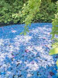 【岩手】この夏行きたい紫陽花映えスポット🩵🩵みちのくあじさい園☘️
