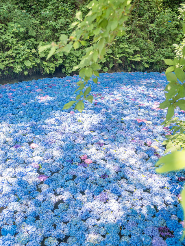 【岩手】この夏行きたい紫陽花映えスポット🩵🩵みちのくあじさい園☘️