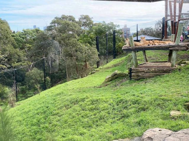 Taronga Zoo – Sydney, NSW