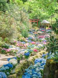 【奈良】7/6まで開催！紫陽花の池を見に行こう🩵