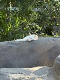 Australia Zoo is just a popular choice