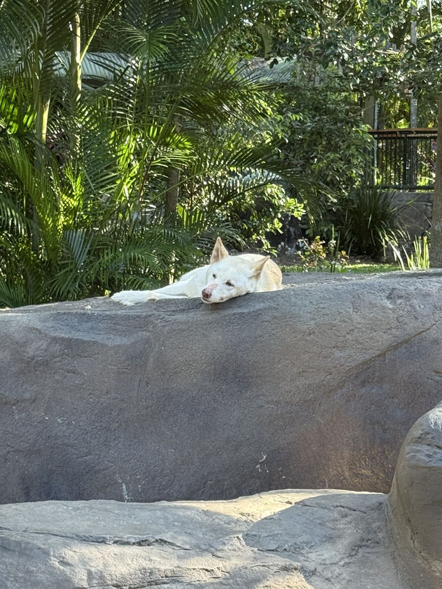 Australia Zoo is just a popular choice