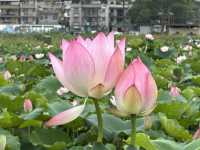 香港好去處 | 賞花 | 塱原自然生態公園 | 荷花