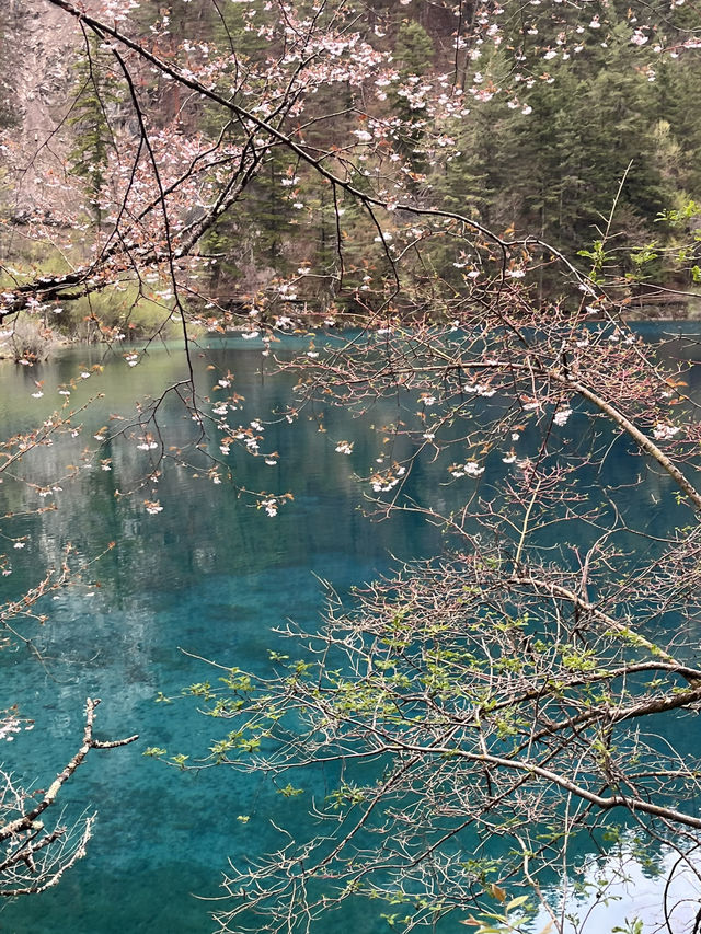 Where waterfalls sing and lakes mirror the sky: Discover Jiuzhaigou