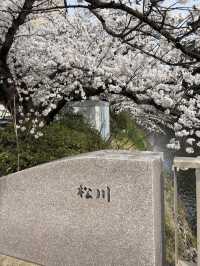 歴史と自然が調和する城下の憩い🌸 富山城址公園で静かなひととき