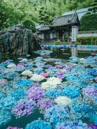 【大阪】紫陽花スポット！期間限定の紫陽花の池✨