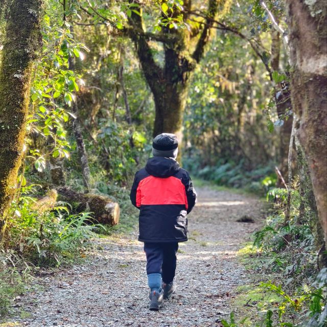 Magical Journey to Milford Sound: A Scenic Adventure You’ll Never Forget