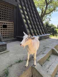  🌸茨城｜雨引観音（雨引山 楽法寺）  安産・子育てにご利益あり、四季折々の花々に包まれる参拝と癒しのスポット