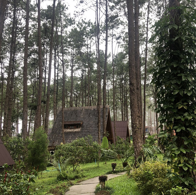 🌲Doi Bo Luang FIO – ที่พักกลางสวนป่าสน ในเชียงใหม่