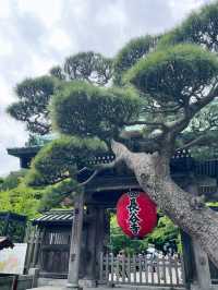 六月限定的長谷寺太夢幻了！