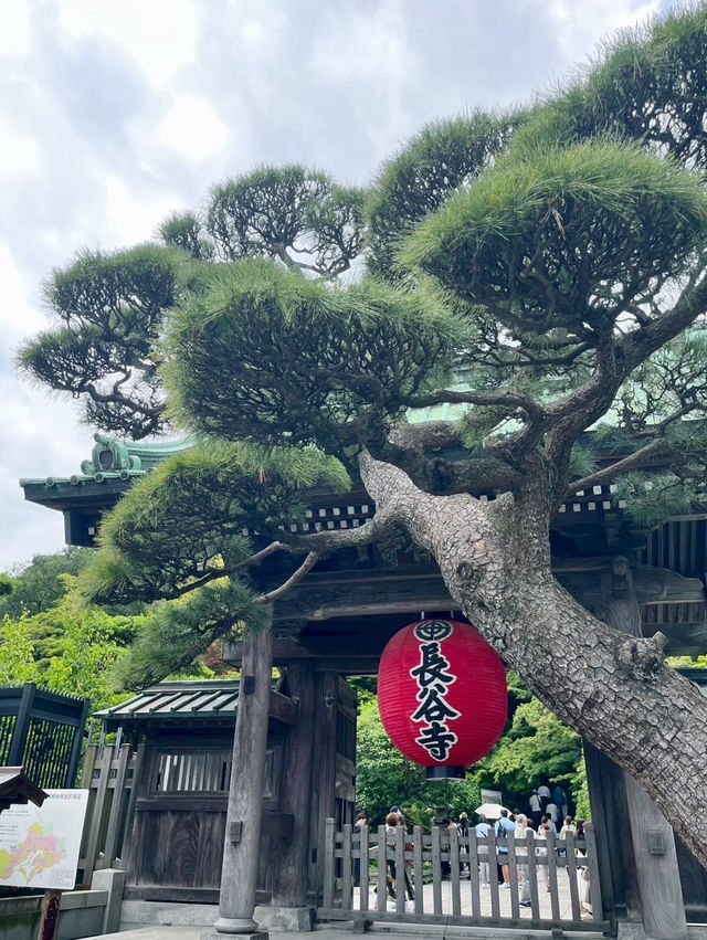 六月限定的長谷寺太夢幻了！