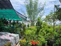 ตลาดต้นไม้สันติสุข สามโคก ปทุมธานี