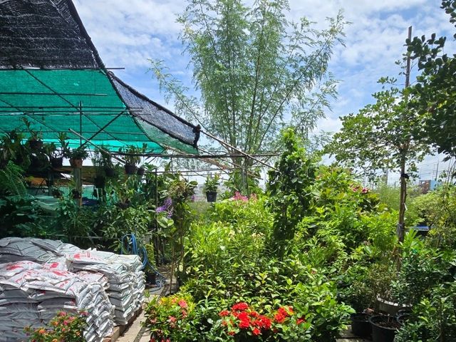 ตลาดต้นไม้สันติสุข สามโคก ปทุมธานี