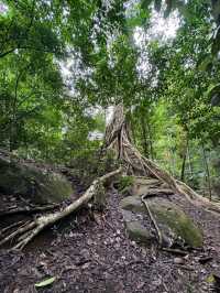 Jungle Feels & Waterfall, Khao Yai is a Nature Win