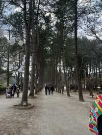 🌿 Nami Island ~ Where Nature Feels Like a Poem 🍂