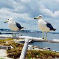 Feathered Spirits & Ocean Whispers: A Summer Pilgrimage to Kabushima Shrine