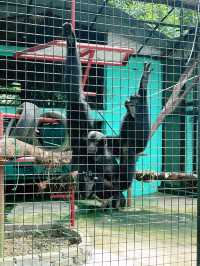 “Zoo Negara Malaysia: The Perfect Summer Adventure for Kids” 