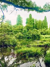 【大人な井の頭公園　東京　吉祥寺　三鷹　井の頭池アラウンドウォーキング】