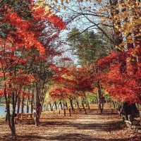 Nami Island: A Fairytale Day Trip from Seoul – Solo Traveler’s Ultimate Guide"** 🌲🚢