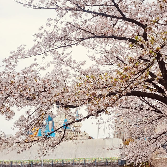 Solo Serenity at Seokchon Lake: Seoul’s Cherry Blossom Paradise** 🌸🚶♀️   