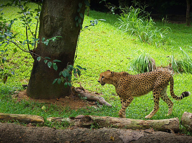 🦁 Singapore Zoo — A Wild Day in a Rainforest Wonderland