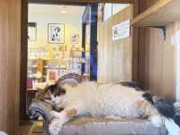 Wakayama: A Warm & Welcoming City Just Beyond Osaka! 🐱🚂