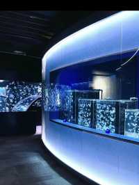 【京都水族館】街中で出会う海の世界🐬癒しと驚きが詰まった都市型水族館