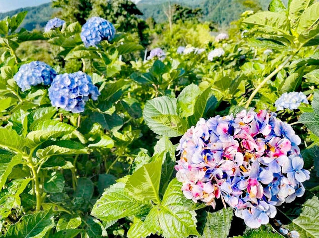 坤通迪花園