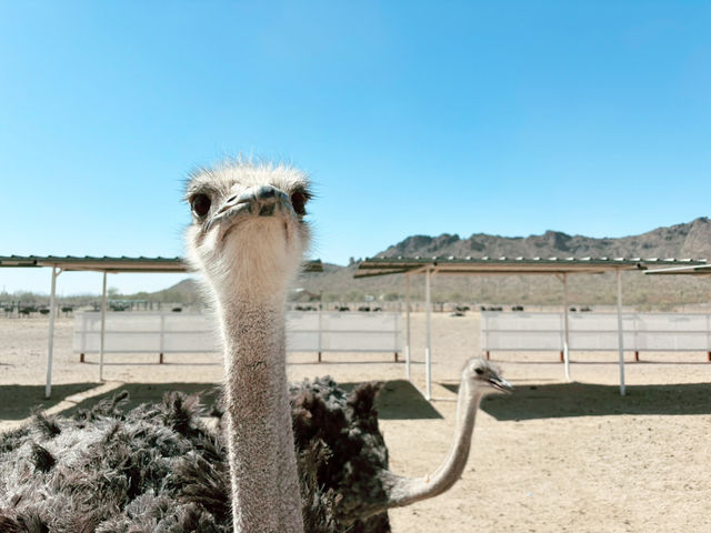 Rooster Cogburn Ostrich Ranch|圖森必玩餵食動物趣味攻略 Rooster Cogburn Ostrich Ranch|圖森必玩餵食動物趣味攻略