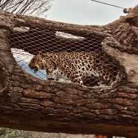 🦒🐘 Wild Adventures Await: Solo Trip to Seoul Grand Park Zoo! 🌿📸