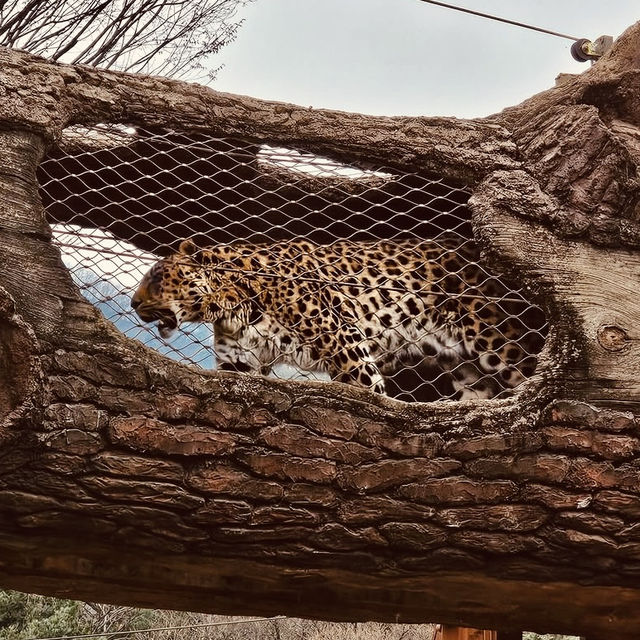 🦒🐘 Wild Adventures Await: Solo Trip to Seoul Grand Park Zoo! 🌿📸
