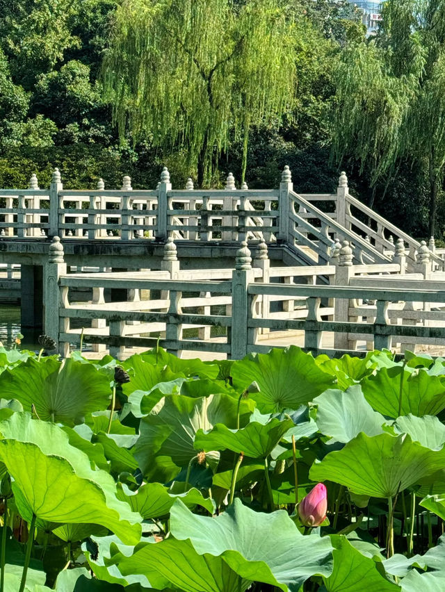 🌿A Tranquil Retreat in Xi’an — Discover Fengqing Park