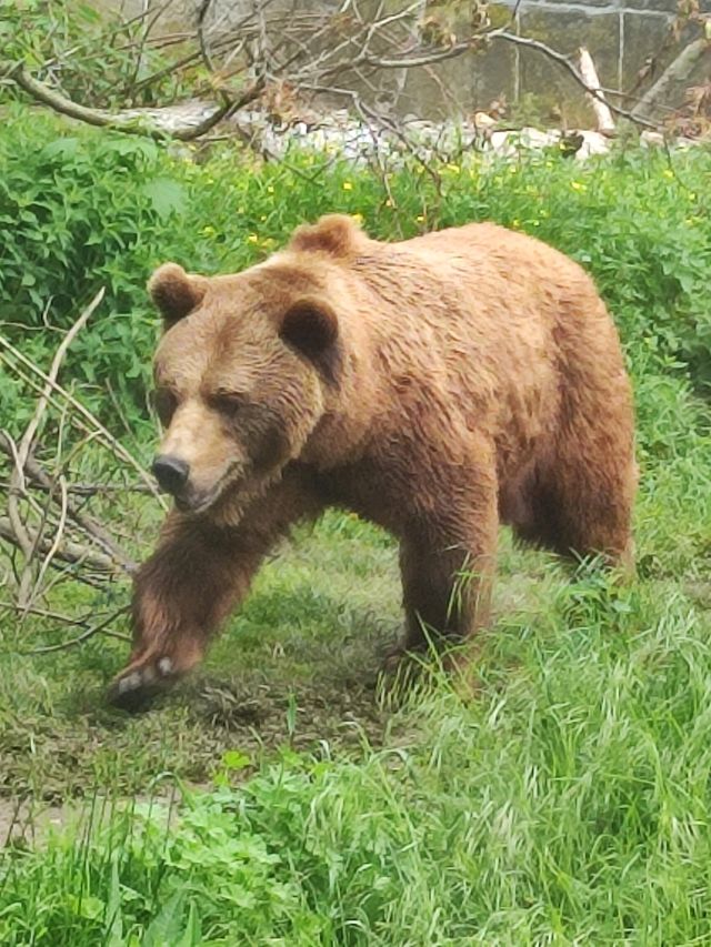 Bern, The city of Bears 🐻