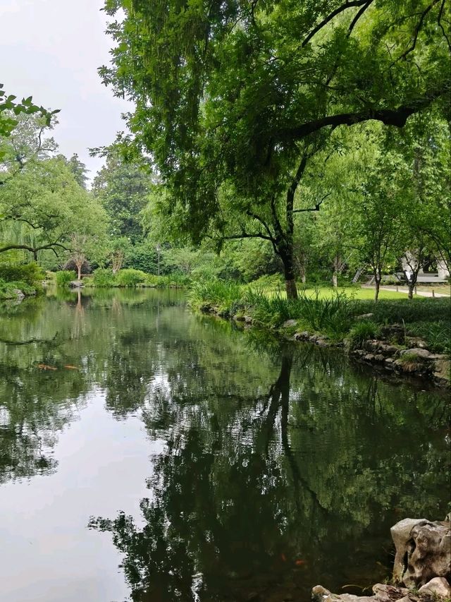 Where Koi Paint the Water – West Lake’s Living Silkscape