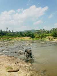 【ピンナワラゾウの孤児院】🇱🇰スリランカ