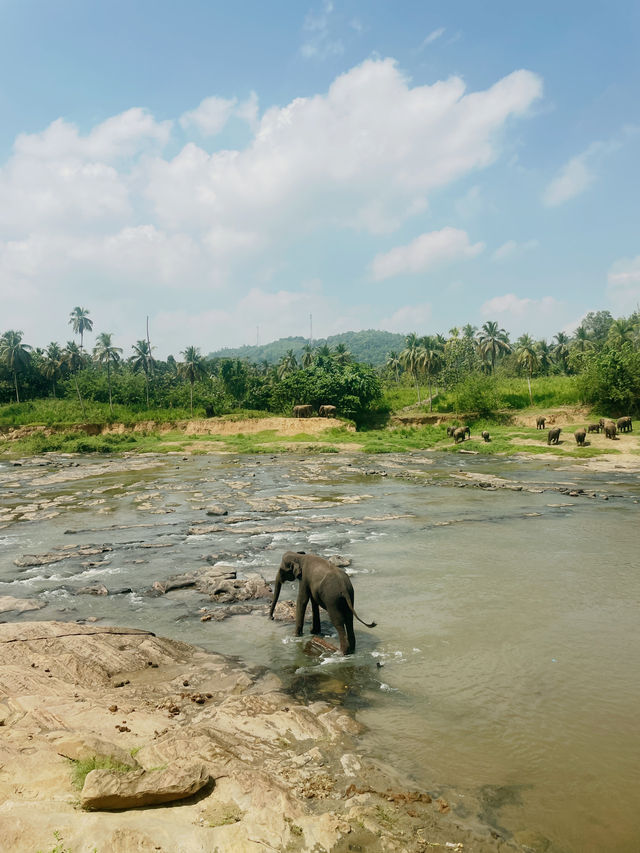 【ピンナワラゾウの孤児院】🇱🇰スリランカ