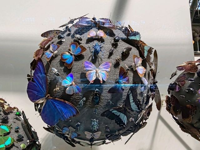 The Grace of Flight: The Insect World at Oxford's Natural History Museum