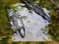 【栃木県】 那須の雄大な自然に暮らす動物たちの王国『那須どうぶつ王国』