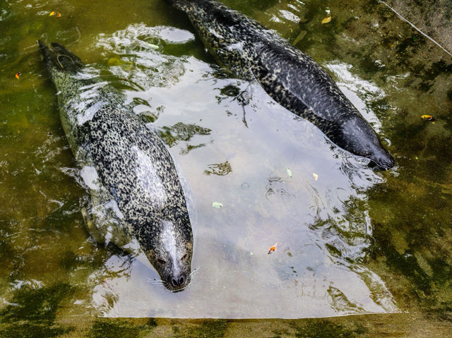 【栃木県】 那須の雄大な自然に暮らす動物たちの王国『那須どうぶつ王国』