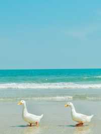 More Than Beach & Cafe 🦆🏝️