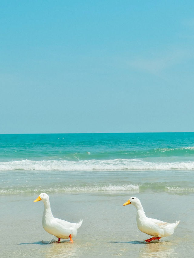 More Than Beach & Cafe 🦆🏝️