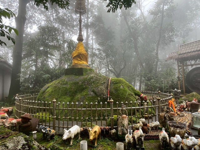 ดอยช้างมูบ เชียงราย 
