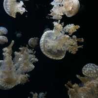  🌊 SEA Aquarium Singapore – Dive Into the Deep Blue 🐠🐟