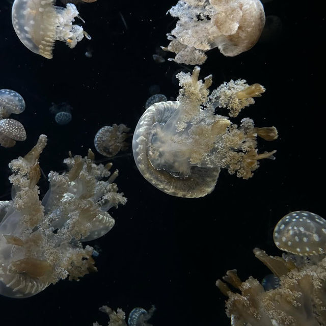  🌊 SEA Aquarium Singapore – Dive Into the Deep Blue 🐠🐟