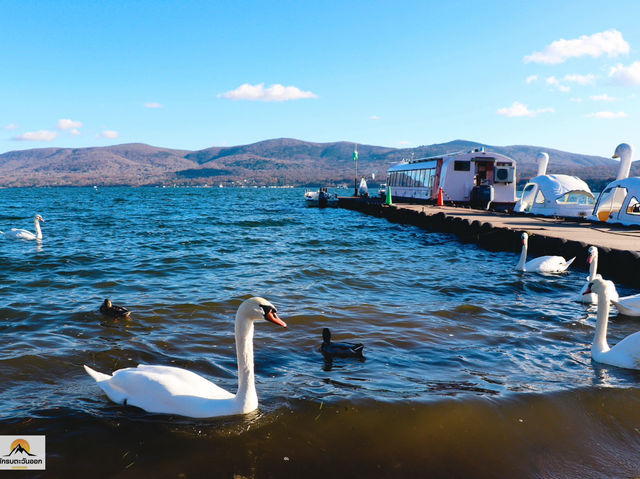 Swan Lake ที่ Lake Yamanakako