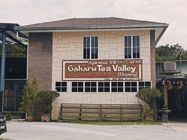 Gaharu Tea Valley – The Fragrant Forest Escape ✨🌿 Gaharu Tea Valley – The Fragrant Forest Escape ✨🌿