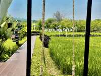 “ม่อนกระถาง” — คาเฟ่บรรยากาศดีริมทุ่งนา