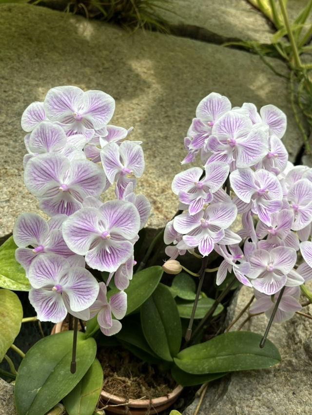 鳥取花迴廊🌸 大山腳下的夢幻花園